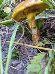 Suillus ponderosus