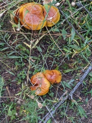 Suillus ponderosus