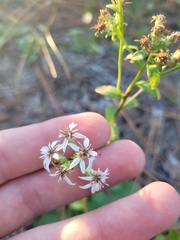 Sericocarpus asteroides