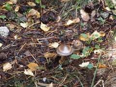 Amanita umbrinolutea