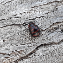 Platyphora congregata