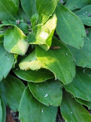 Sericocarpus asteroides