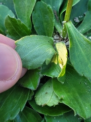 Sericocarpus asteroides