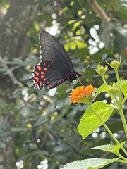 Parides photinus