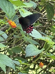 Parides photinus