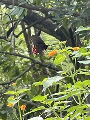 Parides photinus