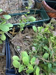 Hylotelephium spectabile