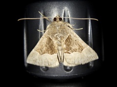 Bomolocha stygiana