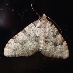Nebula ibericata