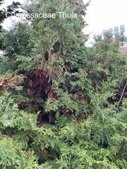 Thuja