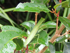Orthodera ministralis