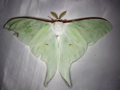 Actias aliena aliena