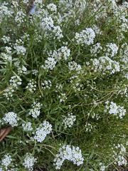 Lobularia