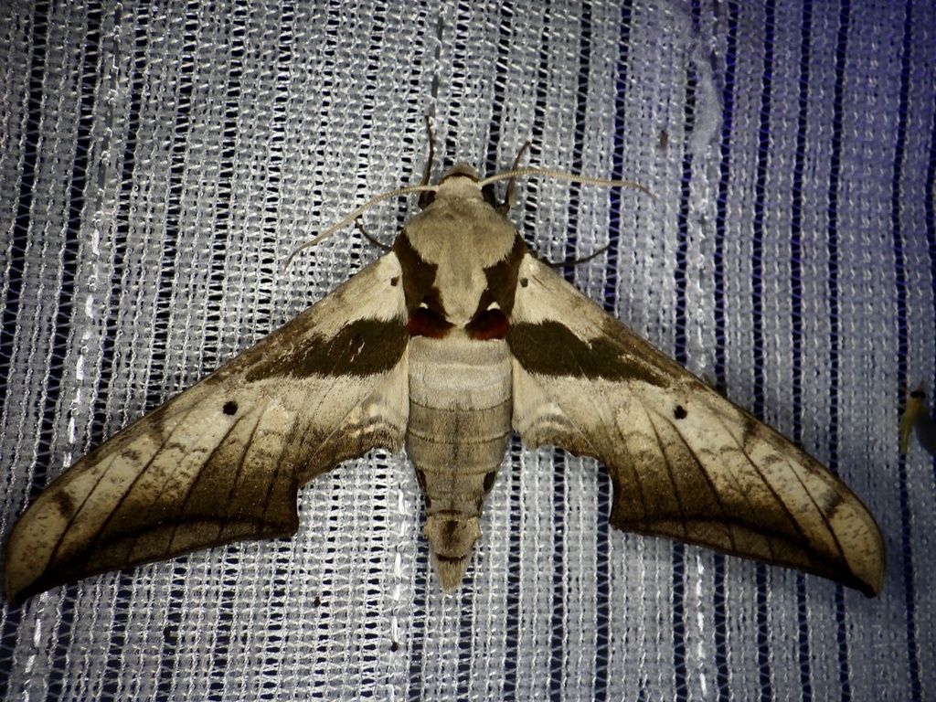 Ambulyx japonica