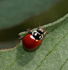Cycloneda sanguinea