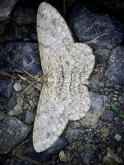 Hypomecis punctinalis conferenda