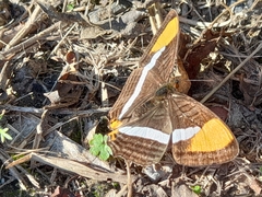 Adelpha syma