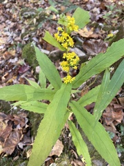 Solidago curtisii