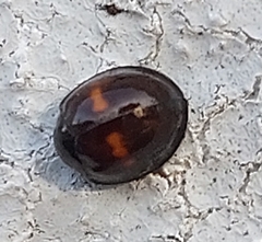 Chilocorus bipustulatus