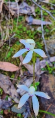 Caladenia moschata