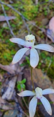 Caladenia moschata