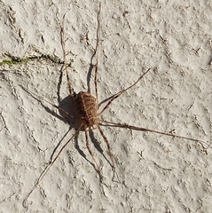 Opilio saxatilis