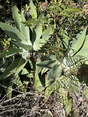 Agave parryi