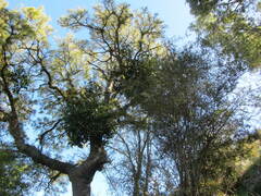 Ileostylus micranthus