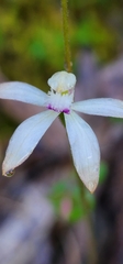 Caladenia moschata