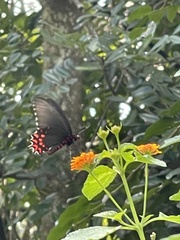 Parides photinus