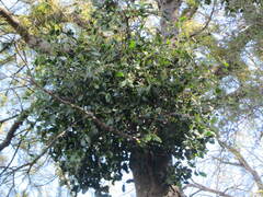 Ileostylus micranthus