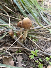 Candolleomyces candolleanus