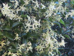 Clematis foetida