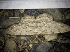 Hypomecis punctinalis conferenda