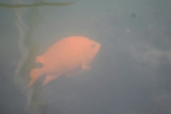 Hypsypops rubicundus