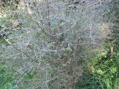 Coprosma propinqua