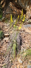 Bulbine glauca