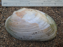 Ortmanniana ligamentina