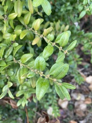 Buxus