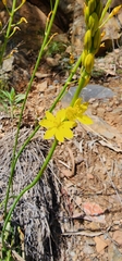 Bulbine glauca