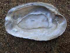 Ortmanniana ligamentina