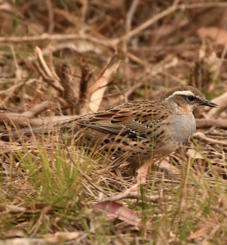 Spotted Quailthrush from Dharawal National Park, Wedderburn, NSW, AU