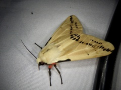 Spilarctia seriatopunctata
