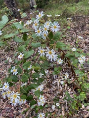 Olearia tomentosa