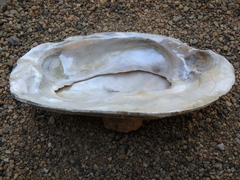 Ortmanniana ligamentina