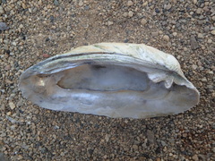 Ortmanniana ligamentina