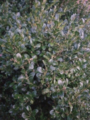 Buxus sempervirens