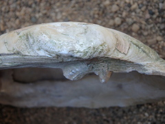 Ortmanniana ligamentina