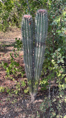 Pachycereus pringlei