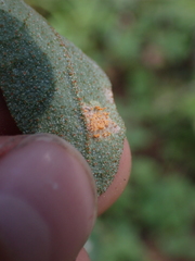 Puccinia caricis-shepherdiae